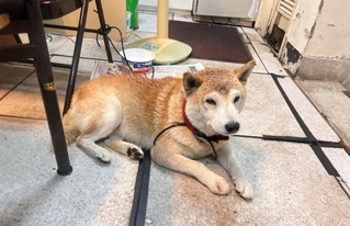 北市動保處：寵物獨自在外可罰飼主　籲注意雷聲