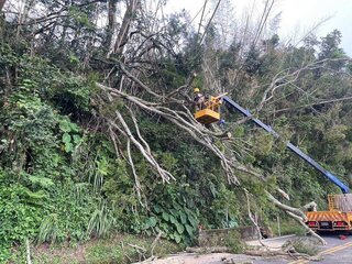 阿里山公路樹木倒塌阻斷　台18線工務段及時搶修