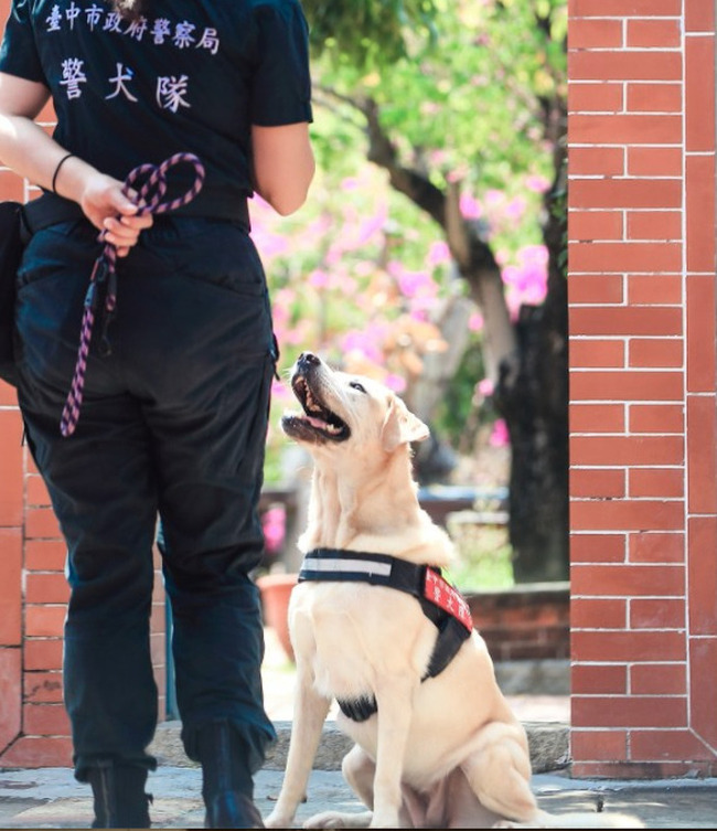 台中警犬隊傳因效率擬汰除 市警局：逐年檢討調整 | 華視新聞