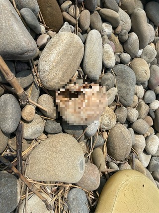 台中出海口驚見風化頭顱　送驗採檢辨識人獸