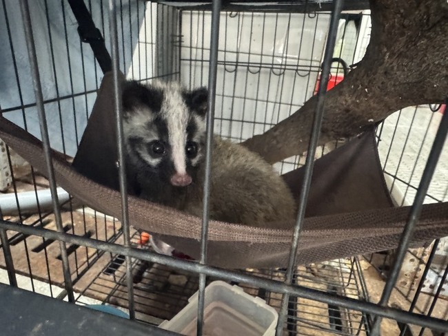 花蓮縣府搶救白鼻心寶寶　送專業救護助重返自然 | 華視新聞