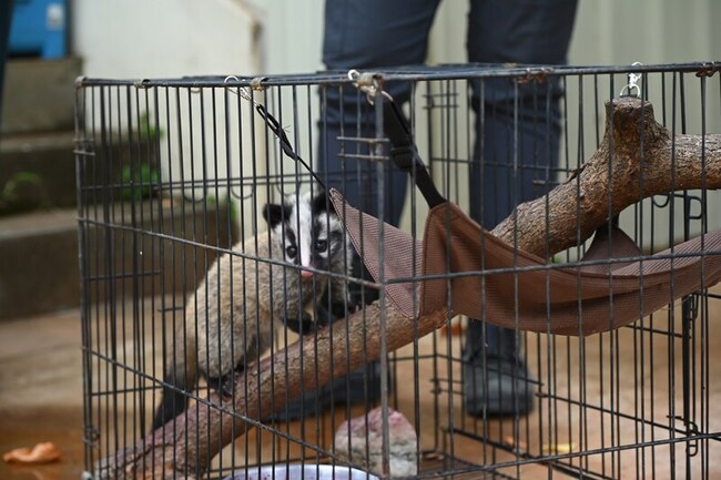 花蓮白鼻心媽媽遭撞死　幼獸依偎懷中無傷 | 華視新聞