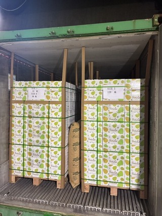 文旦外銷新市場　首批運抵馬來西亞19日順利通關