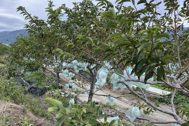 台東釋迦正值掛果期  農改場籲防秋颱強風豪雨 | 華視新聞