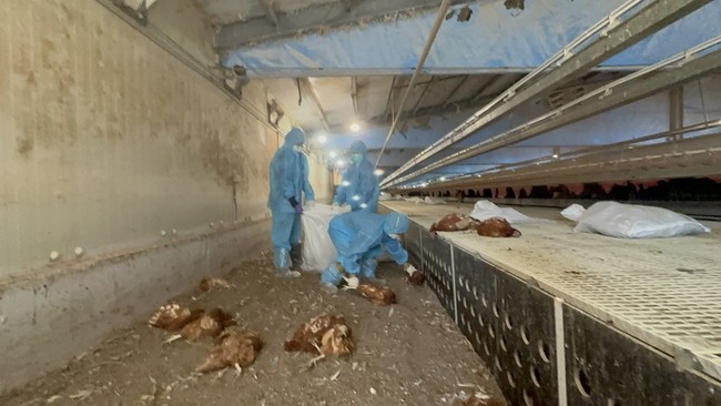 彰化芳苑蛋雞場禽流感  撲殺1萬3375隻雞 | 華視新聞