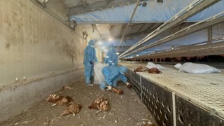 彰化芳苑蛋雞場禽流感  撲殺1萬3375隻雞