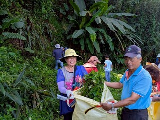 防治小花蔓澤蘭　鯉魚潭水庫後池堰清除386公斤