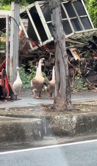 彰化中華西路5隻鵝逛大街　車輛停等讓鵝群先行