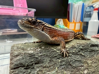 桃園特寵認養9/27登場　鸚鵡、蛇、蜥等21隻