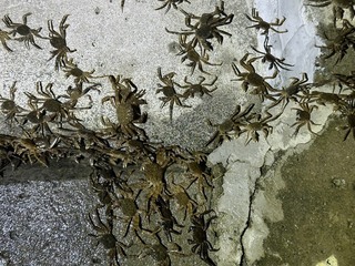 新北碧潭堰再現毛蟹大軍溯溪而上　一年3度造訪