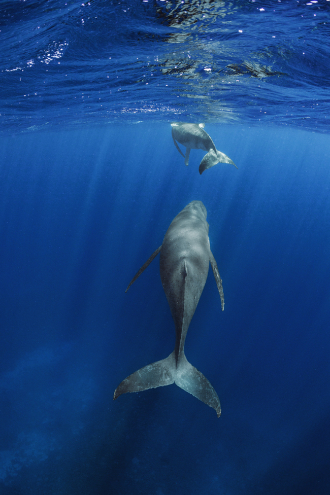 10/4世界動物日 台中圓滿劇場聽鯨之謎交響音樂會 | 華視新聞