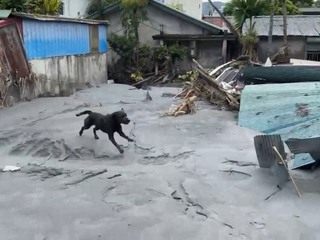 高雄特搜隊支援花蓮  搜救犬咪娜勇敢救災
