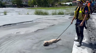 搜救犬Hero、Fancy無畏泥濘　挺進災區救援