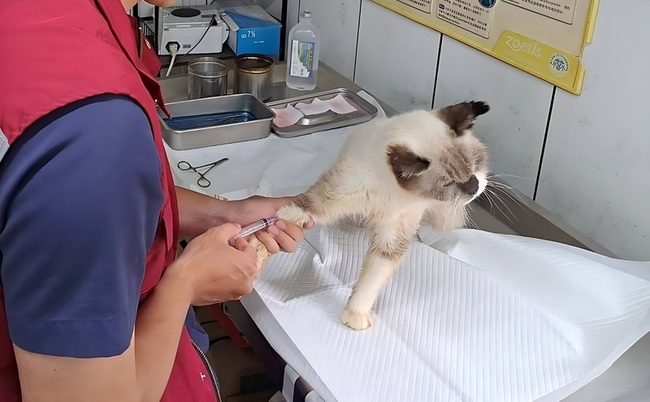 新北動保處：毛寶貝鼻孔有粉紅色泡沫　致命警訊 | 華視新聞