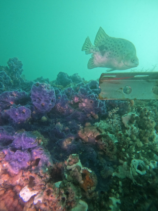 搏風浪築綠能　台電離岸一期喜見白海豚與魚群棲息