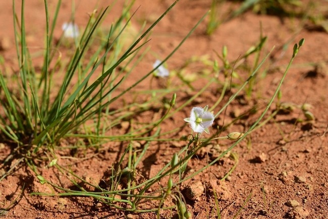 珍稀植物復育　桃市府與林試所簽備忘錄 | 華視新聞