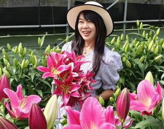 阿里山百合花季登場　引進荷蘭40種新品爭奇鬥豔