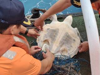 高雄二港口外海海龜遭漁網纏繞　海巡救援野放