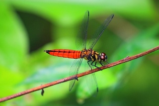北市推動環境復育　永春陂濕地公園蜻蜓種類多元