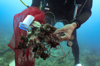 綠色和平：過漁衝擊珊瑚　籲跨部會限制破壞性活動
