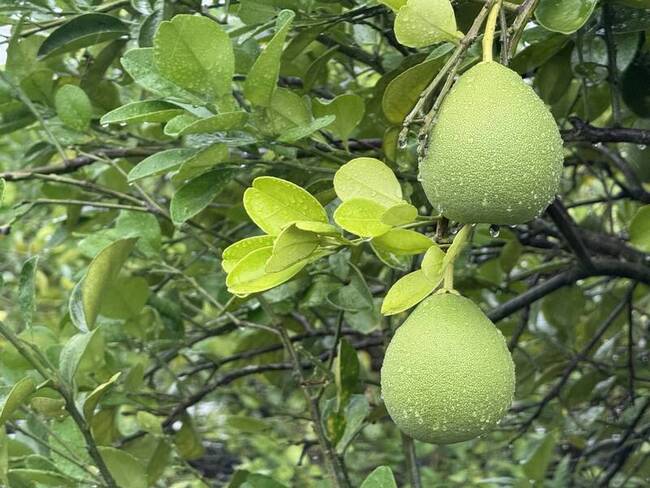 乾旱加風災　文旦產量較往年減少逾3成 | 華視新聞