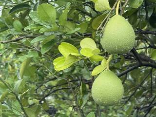 乾旱加風災　文旦產量較往年減少逾3成