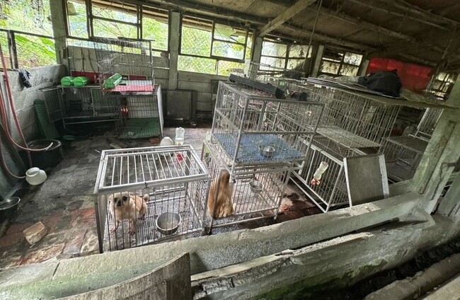 桃市破獲非法繁殖場救出37品種犬　將開罰業者 | 華視新聞