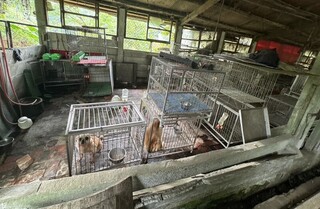 桃市破獲非法繁殖場救出37品種犬　將開罰業者
