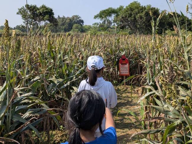 金門高粱迷宮融無形文資　引領學子認識在地文化 | 華視新聞