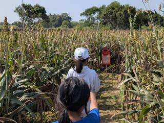 金門高粱迷宮融無形文資　引領學子認識在地文化