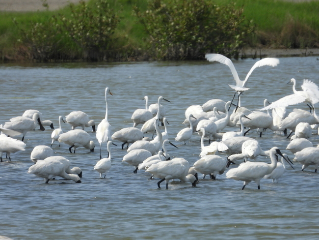 高雄鳥會招募布袋鹽田志工  守護候鳥樂園 | 華視新聞
