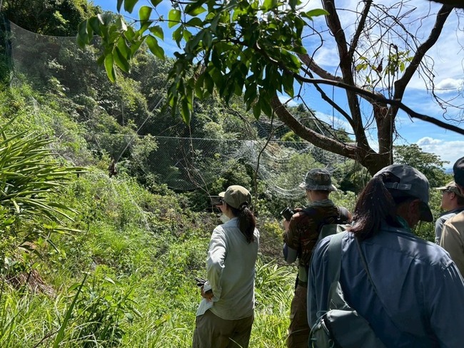 基隆山區查獲逾百公尺非法鳥網　4隻黑鳶掛網慘死 | 華視新聞