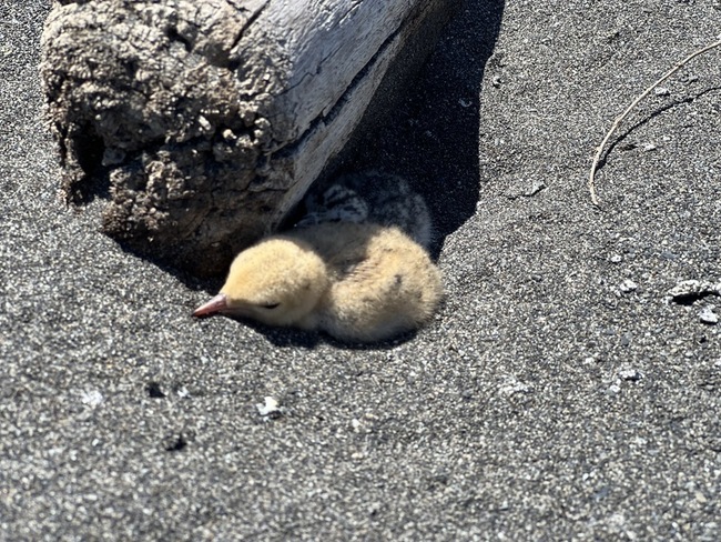 宜蘭設管制區守護小燕鷗 繁殖率8成創10年新高 | 華視新聞