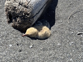 宜蘭設管制區守護小燕鷗 繁殖率8成創10年新高