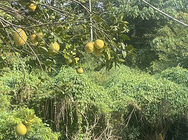 彰化果園廁所驚見骨骸　檢擬相驗釐清身分死因 | 華視新聞