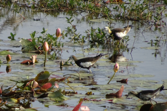 台南水雉園區獲星級濕地中心獎  保育結合產業受肯定 | 華視新聞
