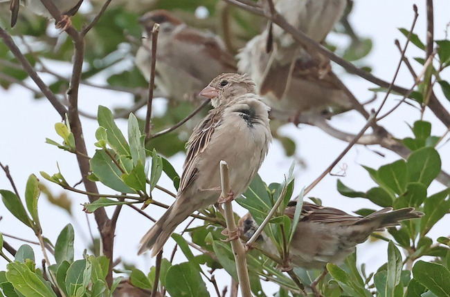 屏東去年移除11巢外來種家麻雀　鳥友又目擊2雌 | 華視新聞