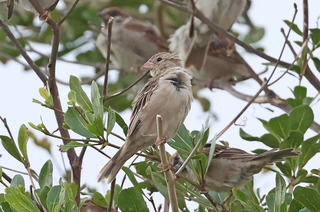 屏東去年移除11巢外來種家麻雀　鳥友又目擊2雌