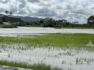 花蓮洪災淹沒800公頃農田　農業部估清土砂需3年