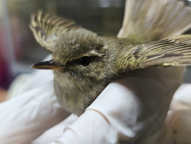 罕見候鳥極北柳鶯迷航林口　新北動保處救助再起航 | 華視新聞