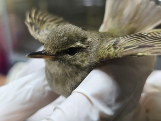 罕見候鳥極北柳鶯迷航林口　新北動保處救助再起航