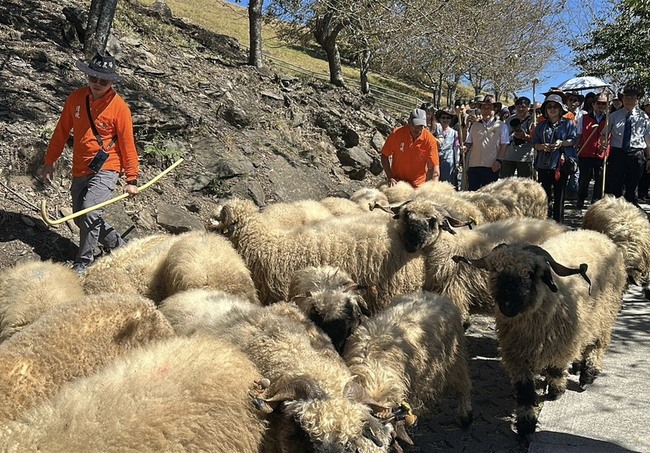 清境農場雲嶺奔羊會　可愛瓦萊黑鼻羊領遊客漫遊 | 華視新聞