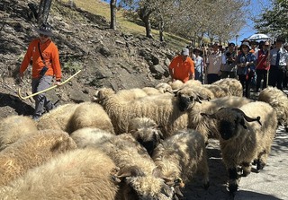 清境農場雲嶺奔羊會　可愛瓦萊黑鼻羊領遊客漫遊