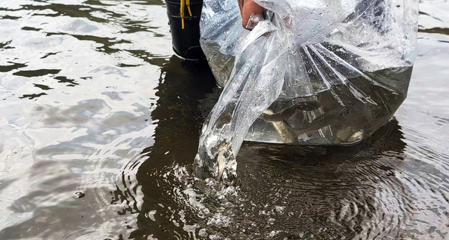 僅金門存自然棲地「大鱗梅氏鯿」　水庫野放盼保種 | 華視新聞