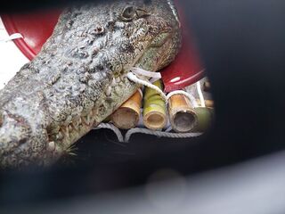 業者帶鱷魚抗議企圖野放　北市警依社維法送辦