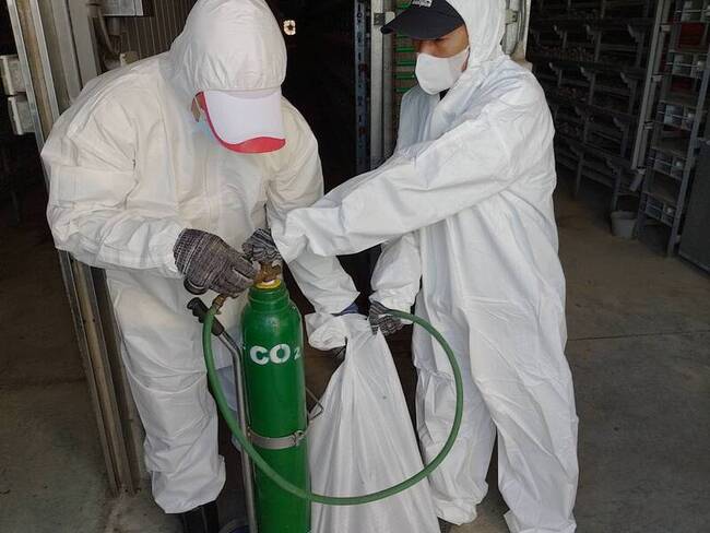 屏東114年首例禽場染禽流感　撲殺逾11萬隻鵪鶉 | 華視新聞