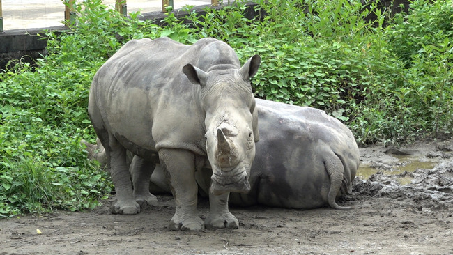 北市動物園白犀牛「犀慧」離世　死因待解剖釐清 | 華視新聞