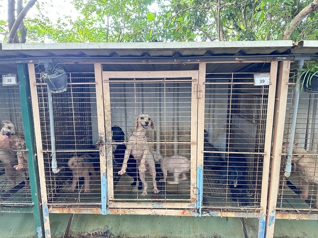 獸醫經營繁殖場犬隻疑遭割聲帶  苗縣動防所將追查 | 華視新聞