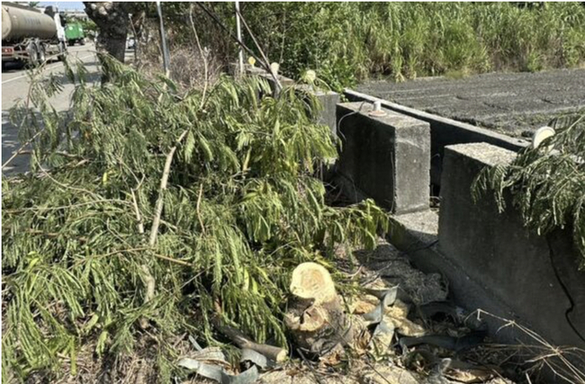 彰化鹿港8棵大葉欖樹遭砍斷　男依毀損罪送辦 | 華視新聞