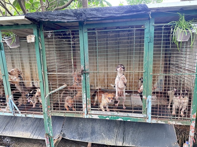 獸醫犬舍9成毛孩遭剪聲帶　苗縣府重罰7.5萬元 | 華視新聞